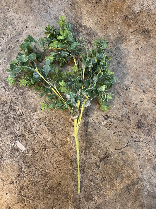 DUSTY BOXWOOD STEM