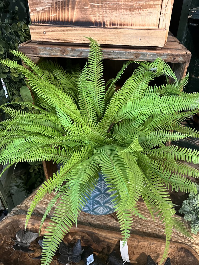 SOFT TOUCH FEATHER FERN