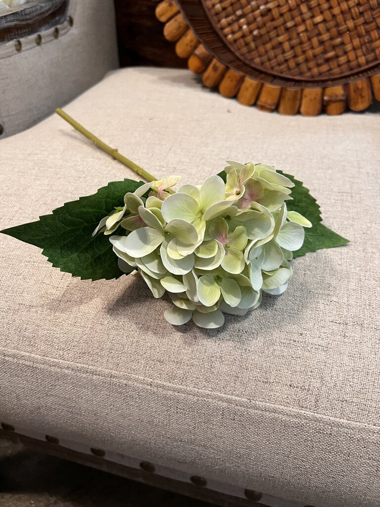 GREEN HYDRANGEA STEM