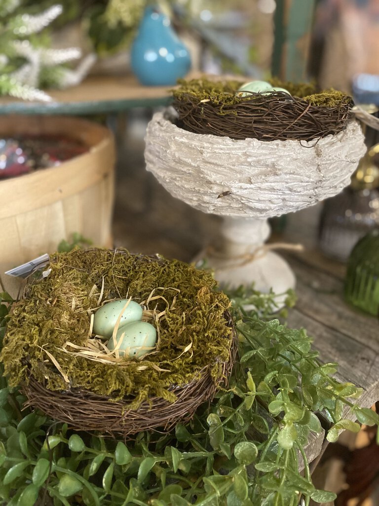 BLUEBIRD NEST WITH EGGS