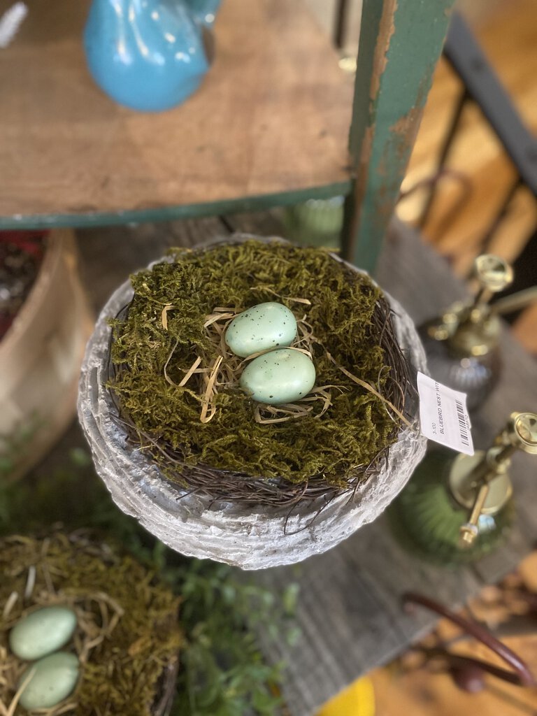 BLUEBIRD NEST WITH EGGS