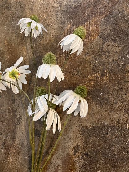 WHITE ECHINACEA