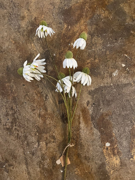 WHITE ECHINACEA