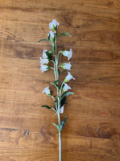 CAMPANULA STEM