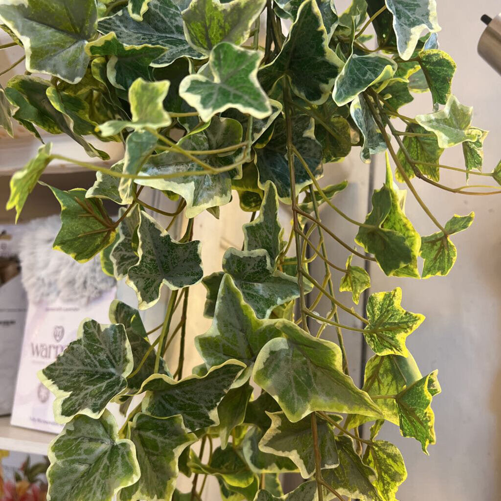 VARIGATED IVY STEM