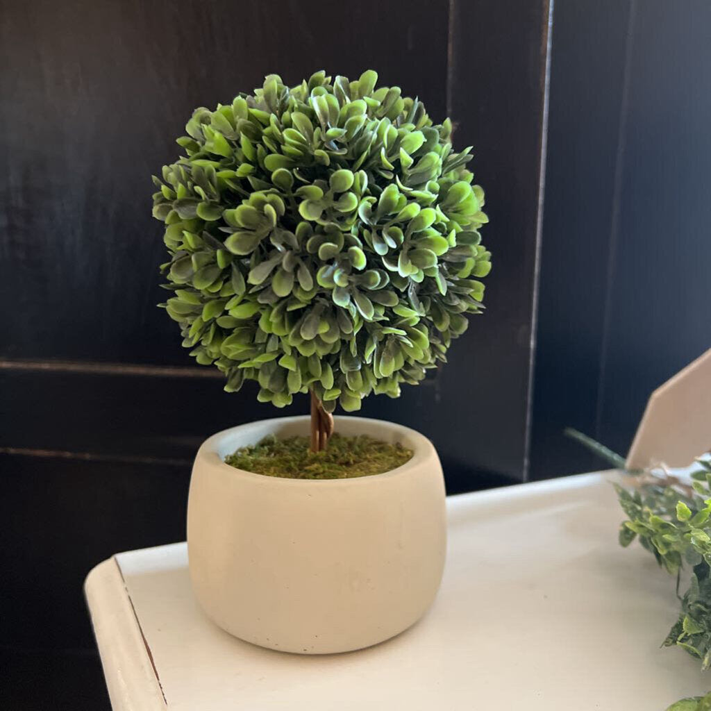 BOXWOOD BALL TREE POT